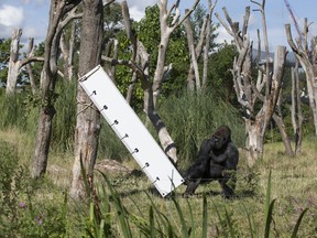 Kumbuka, a Silverback Western Lowland Gorilla, is seen here at the London Zoo on August 21, 2014 in London, England. On Thursday, Kumbuka bashed his way to freedom and terrorized zoo patrons for more than an hour. (Oli Scarff/Getty Images)