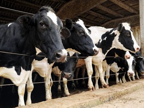 Row of Holstein dairy cows penned in a barn on a farm pushing their heads through the wires to look outside. (File Photo)