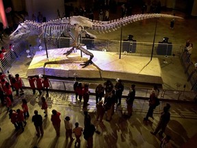 This May 17, 2000 file photo shows Sue, the largest and most complete Tyrannosaurus rex skeleton ever found, on public display at the Field Museum of Natural History in Chicago. company. (AP Photo/M. Spencer Green, File)