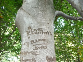 The bark of a European beech tree in Sarnia’s Germain Park. Gardening expert John DeGroot comments that it’s no small wonder that the beech is often nicknamed the “Initial Tree”. He also commends Germain Park for its horticultural excellence, and says a 60-minute visit is well worth the time. John DeGroot photo