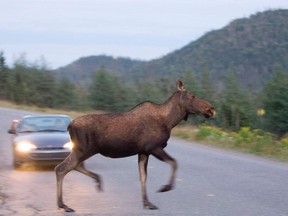 A moose runs in front of a car in Gros Morne National Park, N.L. in this August 14, 2007 file photo. (THE CANADIAN PRESS/Jonathan Hayward)