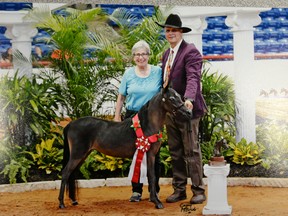 Faith Hambrook stands with handler Mike Rosauer and Finesse when the miniature horse was named the reserve champion at last year’s AMHS World Championship. - Photo submitted