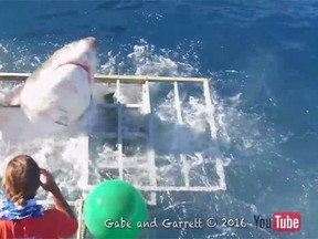 A great white shark leaps out of a diver's cage after it somehow swam inside it. (Gabe and Garrett/YouTube screengrab)