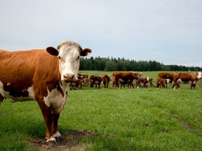 Stan Schellenberger’s Hereford cows and calfs grazing on his farm north of Spruce Grove. Despite a larger supply of cattle in the industry, cattle prices remain above five-year average.  - File photo