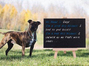 Local photographer Dawn Wickhorst held a pitbull photoshoot on Oct. 2 to protest the Montreal pitbull ban.

Submitted photo