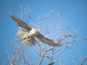 This gyrfalcon, seen near Warwick between London and Sarnia in March, was a rarity for Southwestern Ontario that drew the attention of birders from across the province and the northern U.S. The bird should have been along the shore of James Bay or Hudson Bay. (TOM BOLOHAN, Special to Postmedia News)