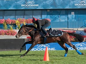 Pattison Canadian International contender Dartmouth gallops under exercise rider Kashif Hussain over the E.P. Taylor turf course at Woodbine yesterday. (Michael Burns/photo)