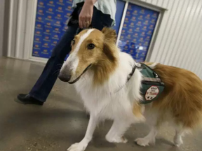 Therapy dog Zakk walks with his trainer Renee Pollon, with Hope Heels Service Dogs, in Edmonton, Alberta on Friday, October 14, 2016. Zakk assists his handler with post traumatic stress disorder. (Ian Kucerak/Postmedia)