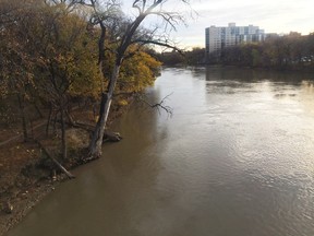 Trees lean over the Assiniboine River in Winnipeg Friday. Erosion is eating away at the banks of the Assiniboine and the Red rivers, and the city is facing a large task in trying to stabilize the banks and stop the shoreline from shrinking. (THE CANADIAN PRESS/Steve Lambert)