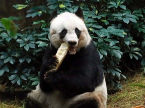 In this 2015 file photo, giant panda Jia Jia eats bamboo next to her birthday cake made with ice and vegetables at Ocean Park in Hong Kong, as she celebrates her 37th birthday. (AP Photo/Kin Cheung, File)