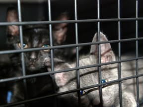 Stray kittens are seen in a cage at a mobile spay and neuter clinic run by the animal welfare group Poi Dogs and Popoki in Haleiwa, Hawaii on Friday, September 16, 2016. Conservationists are concerned about the number of feral cats roaming Hawaii because cat feces washing into the ocean can spread toxoplasmosis, which can be deadly for endangered Hawaiian monk seals. (AP Photo/Audrey McAvoy)