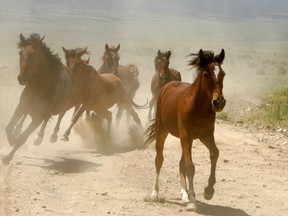 A group of wild horses is rounded up during a gathering July 8, 2005 in Eureka, Nevada.  (Photo by Justin Sullivan/Getty Images)