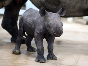 An unnamed, newborn eastern black rhino walks around with it's mother, Ayana, Monday Oct. 17, 2016, at the Blank Park Zoo in Des Moines, Iowa. The endangered eastern black rhino mother gave birth to the female, 80-pound calf on Oct. 11, and is likely the first endangered rhino born in the state of Iowa, according zoo officials. “This is an extremely significant event — not only in Blank Park Zoo’s 50 year history, but also for this critically endangered animal species,” zoo CEO Mark Vukovich said. (Rodney White/The Des Moines Register via AP)