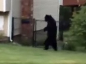 Pedals the bipedal bear. (YouTube screenshot)