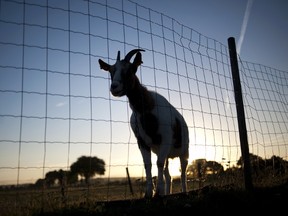 (JEAN-SEBASTIEN EVRARD/AFP/Getty Images)