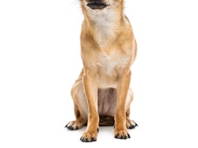 A file photo of a chihuahua. (Getty Images)