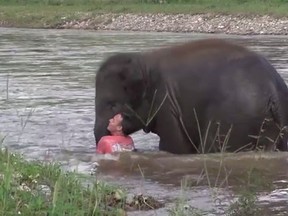 Baby elephant Kham Lha tried to 'rescue' Darrick Thomson, who had gone for a leisurely swim. (YouTube screengrab)