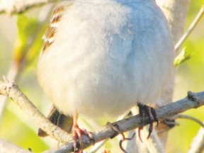 White-crowned sparrows will be flying through Southwestern Ontario for another two or three weeks. This species breeds across northern Canada and winters in the southern U.S. and Mexico. (PAUL NICHOLSON/SPECIAL TO POSTMEDIA NEWS)