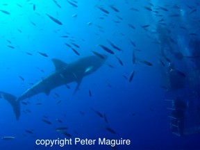 A YoutTube screengrab of a shark biting through divers' ari supply.