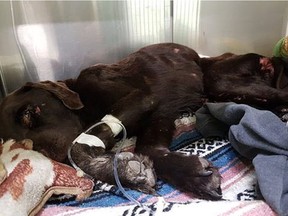 Bruno the dog is receiving treatment in Saskatoon after having spent nearly a month at the bottom of a well. (Provided photo)