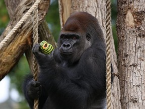In this undated photo provided by ZSL on Friday, Oct. 14, 2016, Kumbuka eats watermelon in his enclosure at London Zoo, in London. Management of London Zoo said Friday that a silverback gorilla’s escape from its enclosure was a “minor incident” that posed no danger to the public. (ZSL/via AP)