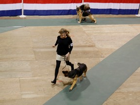 A dog participates in the Belleville and District Kennel Club show, Saturday, Oct. 22. 
Emily Mountney-Lessard/The Intelligencer/Postmedia Network