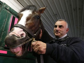 Trainer Michael DePaulo at Woodbine with Noholdingback Bear, his horse entered in the $1.5-million Breeders’ Cup Sprint. (Craig Robertson/Toronto Sun)