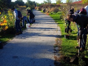A group of volunteers planted 300 trees along a pathway between Farm Lane and Michigan Avenue in Canatara Park on Saturday, Oct. 22, 2016 in Sarnia, Ont. The project was part of TD Tree Days, an urban greening program held at various locations across Canada this fall. Handout/Sarnia Observer/Postmedia Network