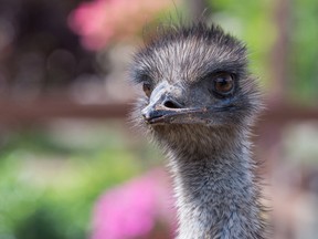 A file photo of an emu. (Getty Images)