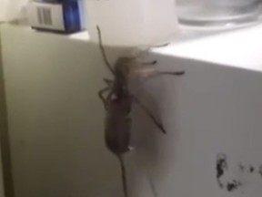 A spider nicknamed 'Hermie'  is seen dragging a dead mouse across a homeowner's fridge in a video posted on Facebook. The video has received more than 12 million views. (Screen Capture)