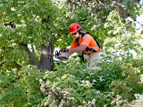 An arborist trims branches from a deciduous tree. (Postmedia Network)