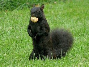 A file photo of a black squirrel. (Getty Images/collingalanos1862)
