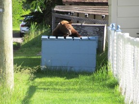 Alberta Fish and Wildlife is warning people to meet protective guidelines to avoid attracting bears into residential areas this season (Submitted by Alberta Environment and Parks).