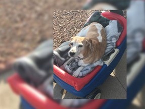 Family gives dying beagle epic farewell.(Twitter/Victahhhh)