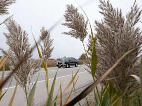 Phragmites, invasive perennial grasses, grow beside Wonderland Road south of Exeter Road. Ontario is penny-wise and pound-foolish when it comes to controlling such invasive species, the environment commissioner says in a report. (CRAIG GLOVER, The London Free Press)