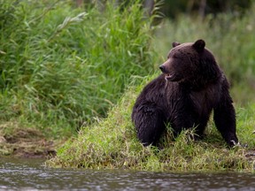 A file photo of a bear is seen fishing along a river in Tweedsmuir Provincial Park near Bella Coola, B.C. Friday, Sept 10, 2010. THE CANADIAN PRESS/Jonathan Hayward