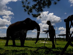 Handler David Polk bathes Mysore, a 70-year-old elephant, at Ringling's Center for Elephant Conservation in Florida. (Washington Post photo by Michael S. Williamson)