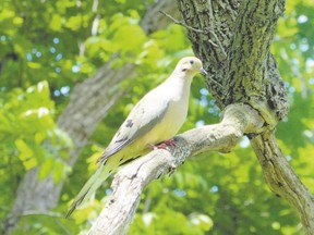 Most people would identify this bird as a mourning dove but some might use a short form and call it a ?modo.? Like any subculture, the language of bird watchers includes some slang and other colourful terms. (PAUL NICHOLSON/SPECIAL TO POSTMEDIA NEWS)