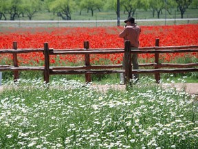 Red Corn poppies blanket a field at Wildseed Farms near Fredericksburg, Tex. (WAYNE NEWTON, Special to Postmedia News)