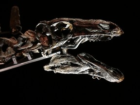 A view of the world's most complete Stegosaurus fossil as it is unveiled at a press preview at the Natural History Museum on December 3, 2014 in London, England. (Photo by Carl Court/Getty Images)