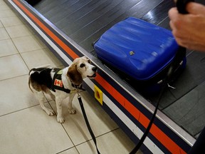 Detector dog Max at the Edmonton International Airport on October 28, 2016, where Max retired from service and was replaced by detector dog Beau. LARRY WONG/Postmedia