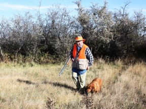 Neil and Penny hunt heavy pheasant cover on Eastern Irrigation District property near Brook. Neil Waugh/Postmedia
