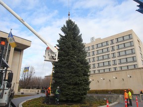 Workers position a 40-foot Christmas tree into place at City Hall in Winnipeg, Man. Sunday, Oct. 30, 2016. The Colorado Spruce was donated by the Bordian family from North Kildonan. (Brian Donogh/Winnipeg Sun/Postmedia Network)