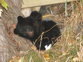 Chanel Pfahl/For The Sudbury Star
A tiny bear is curled up at the foot of an oak tree on the edge of downtown. Residents of the area, at Fairview and Lloyd streets, are worried the cub could get struck by traffic.