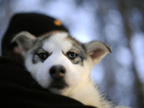 John Varcadipone hit his girlfriend's 7-month-old husky twice on the head with a chair. (Getty Images)