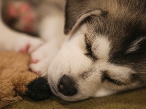 A foster puppy takes a nap during Animal Rescue Foundations (ARF) pet adoption event at PetSmart in Calgary. (Postmedia Network file photo)
