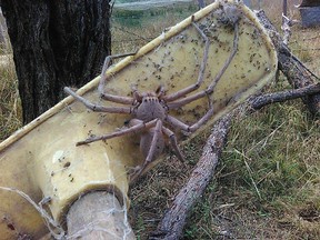 A massive huntsman spider was saved by an animal rescue worker in Australia. (Barnyard Betty's Rescue photo)