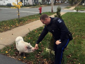 Const. Cody Schultz lets pig Kevin Bacon smell his hand in this undated police handout image. (THE CANADIAN PRESS/HO-Halifax Regional Police)