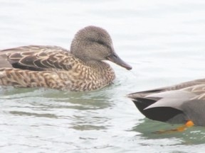 Gadwalls are among the dozen species of ducks recently seen at the Grand Bend lagoons. Access to this waterfowl hot spot has been improved. (PAUL NICHOLSON, Special to Postmedia News)