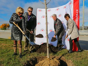 Centennial College president Ann Buller, from left, Scarborough-Guildwood MP John McKay, Highway of Heroes Living Tribute chair Mark Cullen and Scarborough-Agincourt MPP Soo Wong plant a tree along the Highway of Heroes on Friday, November 4, 2016. (Dave Thomas/Toronto Sun)
